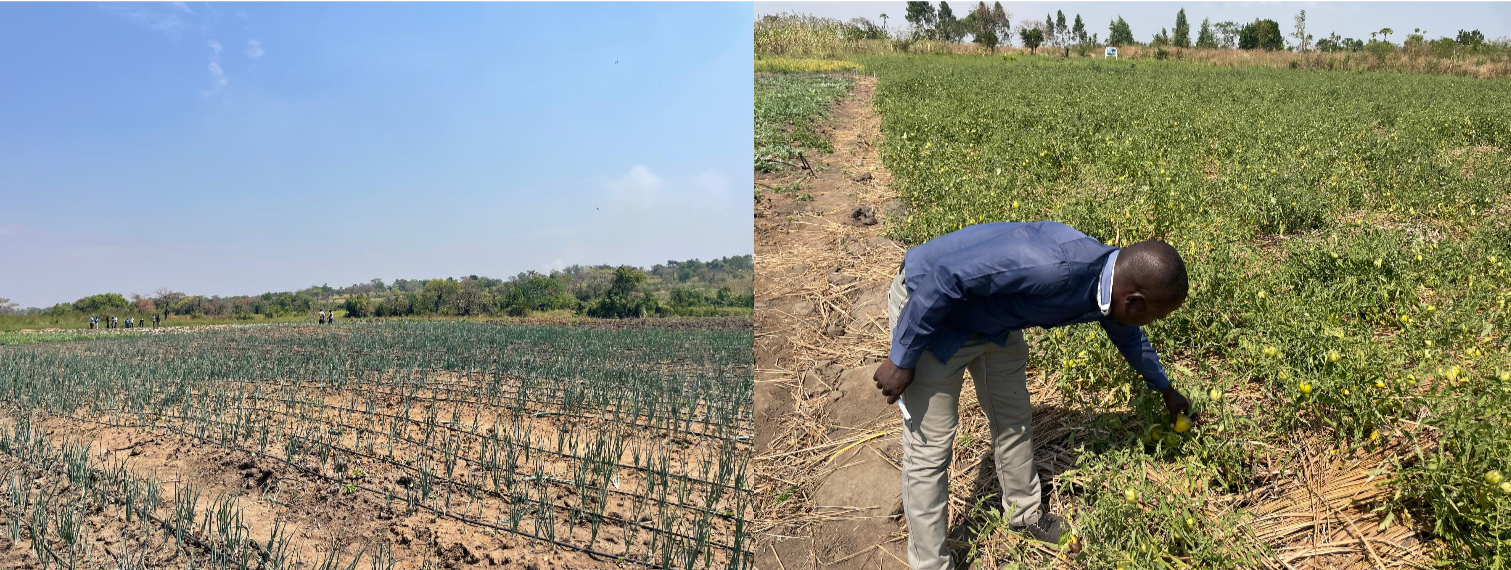 Agriculture-season