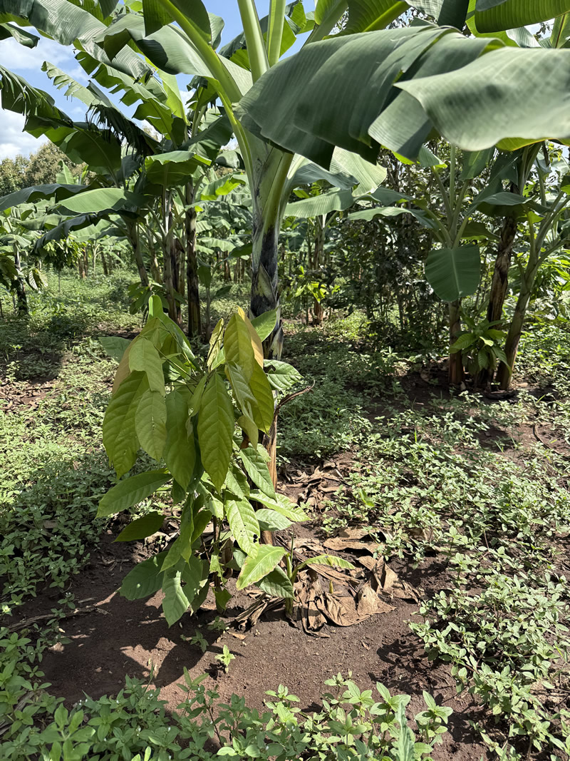 (cocoa/banana agroforest system can be added to the Ecosystem Services write up